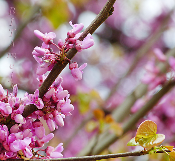 Cercis siliquastrum
